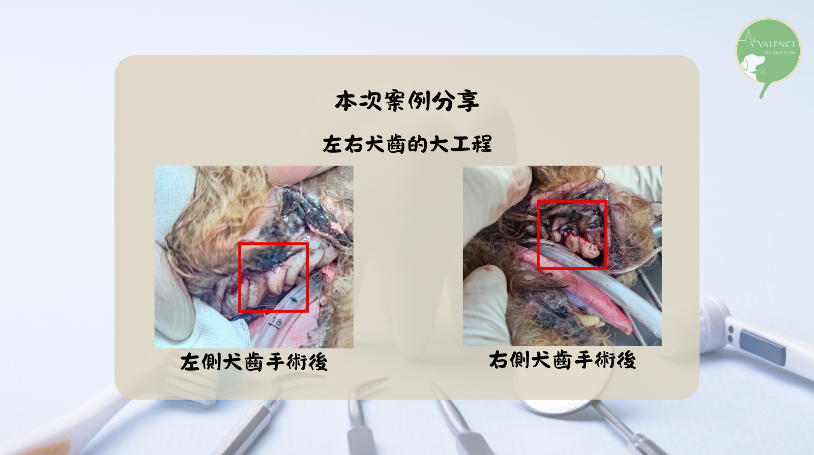 狗狗 口鼻廔管 口臭 流鼻涕