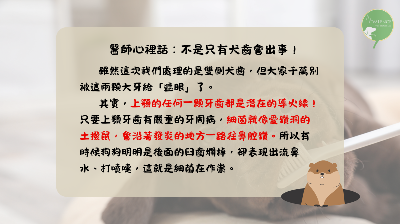 狗狗 口鼻廔管 口臭 流鼻涕