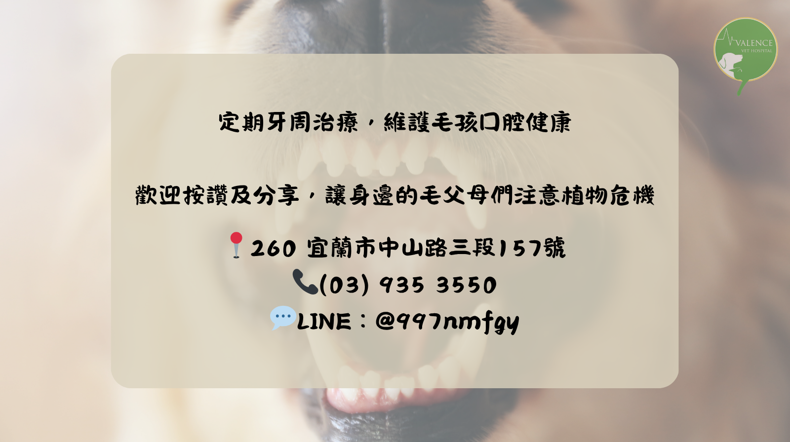 狗狗 口鼻廔管 口臭 流鼻涕