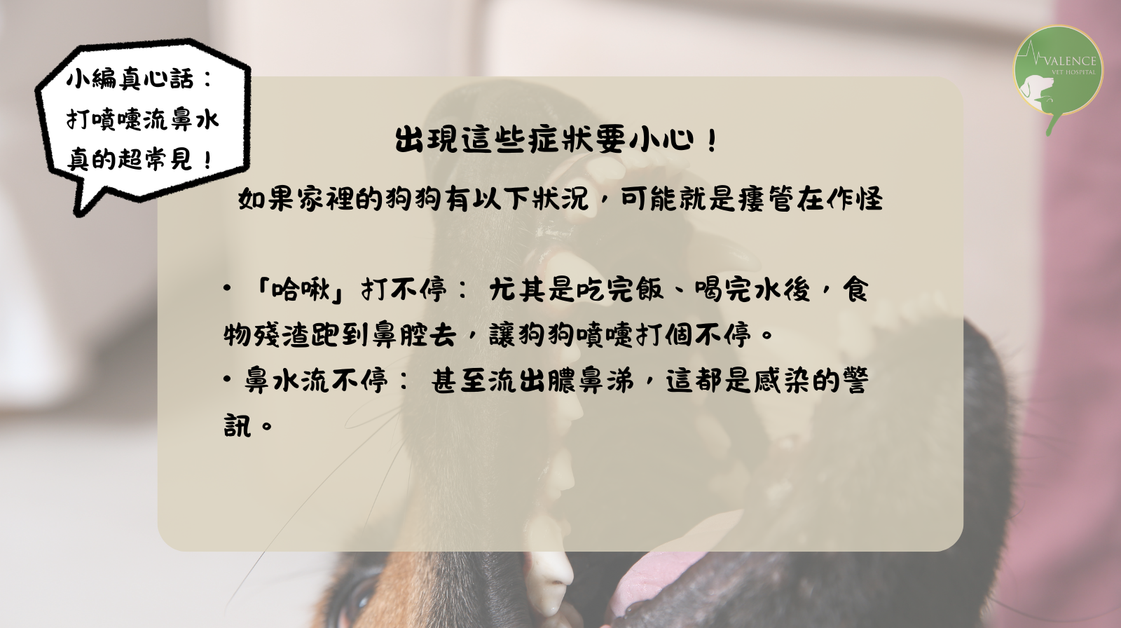 狗狗 口鼻廔管 口臭 流鼻涕