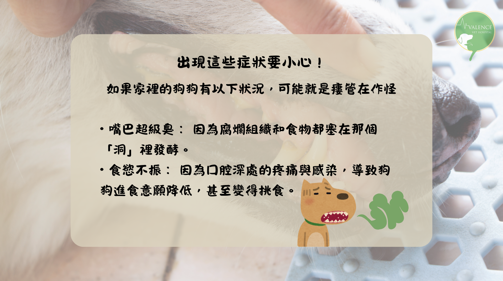 狗狗 口鼻廔管 口臭 流鼻涕