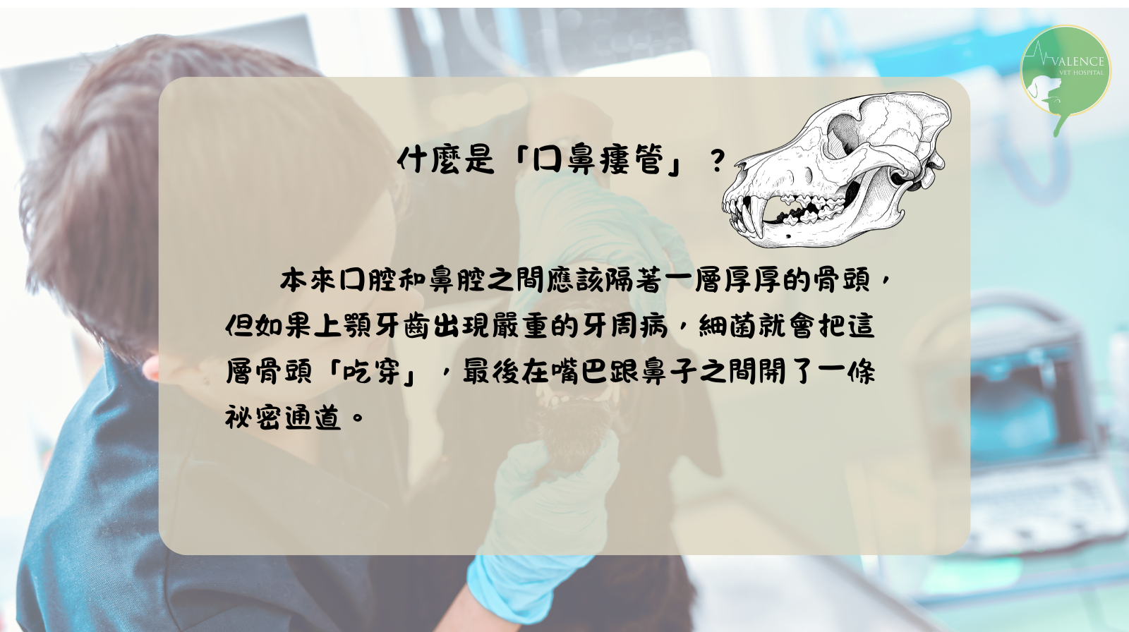 狗狗 口鼻廔管 口臭 流鼻涕