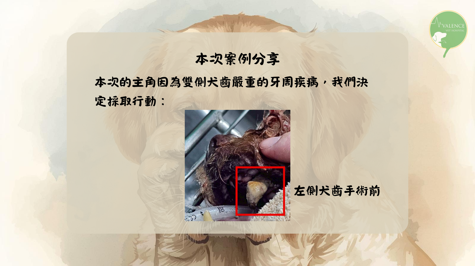 狗狗 口鼻廔管 口臭 流鼻涕