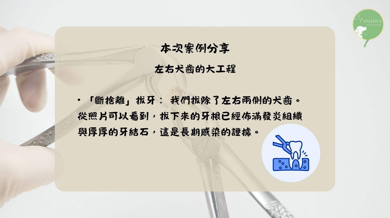 狗狗 口鼻廔管 口臭 流鼻涕