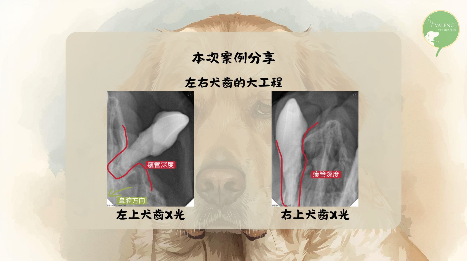 狗狗 口鼻廔管 口臭 流鼻涕