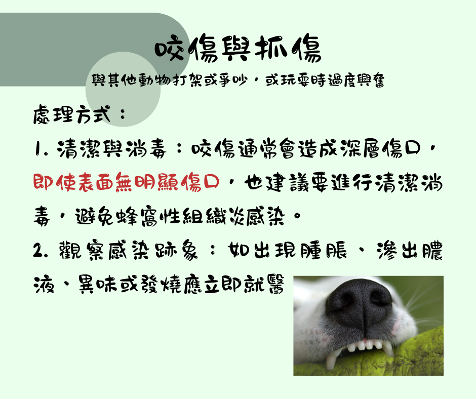 該怎麼處理毛孩傷口 維倫斯 全能毛小孩